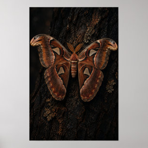 Póster Atlas Moth Descansando sobre Corteza de Árbol Oscu