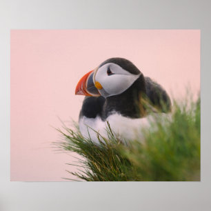 Póster Atlético de Puffin (Fratercula arctica)
