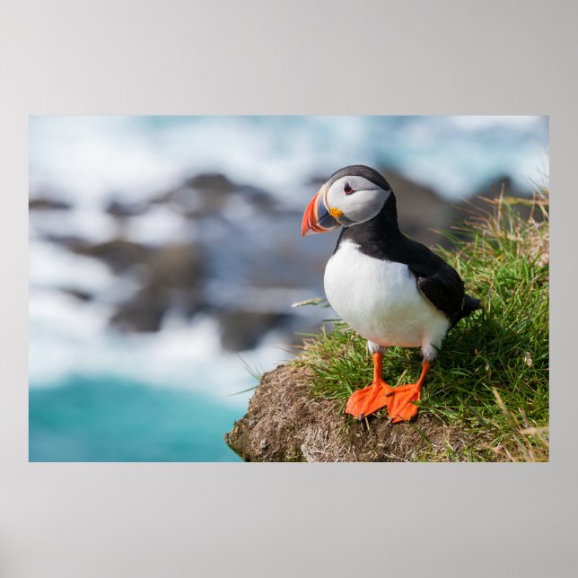 Póster Atlético Frecuente de Puffin Fratercula Arctica (Frente)
