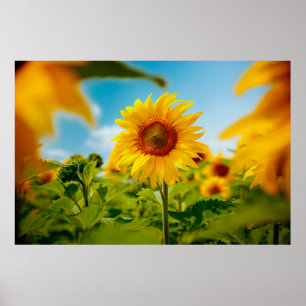 Póster Atractivo campo con flores de sol amarillas brilla