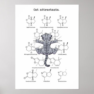 Póster Atractivo de gato