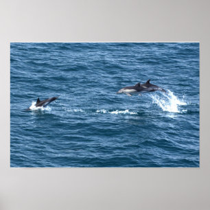 Póster Atrápame, si puedes. Persecución de delfines