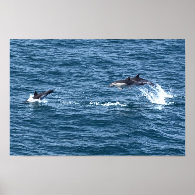 Póster Atrápame, si puedes. Persecución de delfines (Frente)
