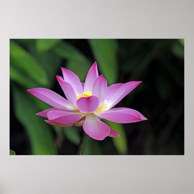Póster Atrapar ojos con flores de Lotus (Frente)