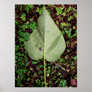 Póster Atrás de una hoja caída