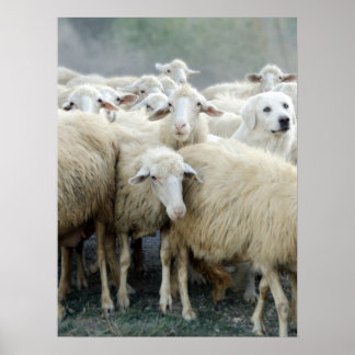 Póster ¡Atrévete a ser diferente! Sheepdog diciendo...