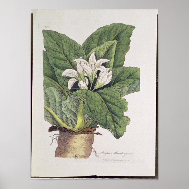 Póster Atropa mandragora (Frente)