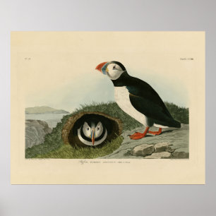 Póster Atún de aleta atlántica de los pájaros de América 