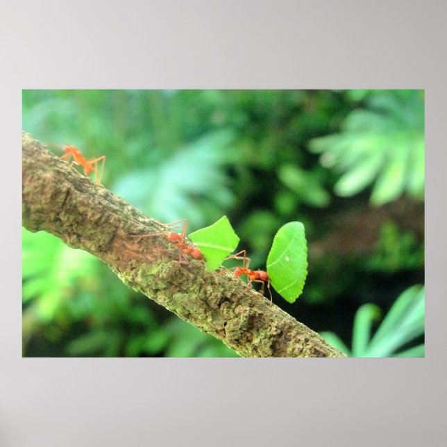 Póster Audaz y divertida hormiga de leafcutter en acción (Frente)