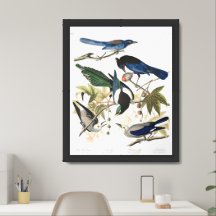 Audobon Jays, Magpies y Nutcrackers