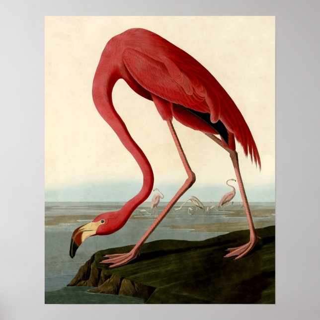 Póster Audubon American Flamingo (Frente)