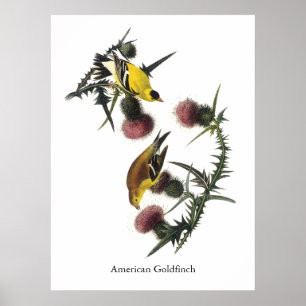 Póster Audubon American Goldfinch