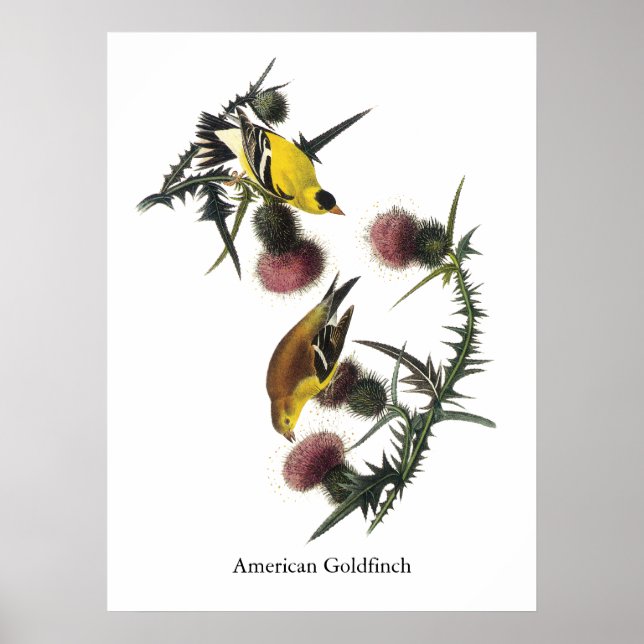 Póster Audubon American Goldfinch (Frente)
