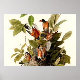 Póster Audubon American Robin Wildlife Bird Ilustracion