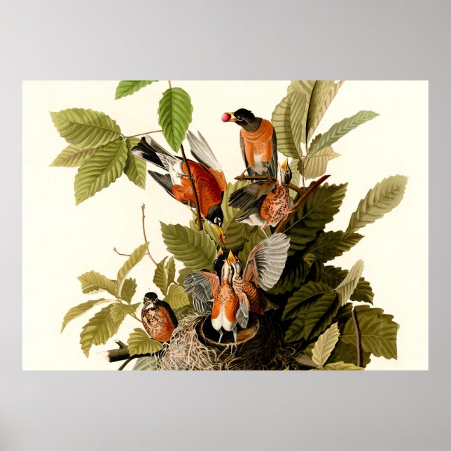 Póster Audubon American Robin Wildlife Bird Ilustracion (Frente)