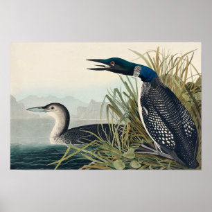 Póster Audubon Bird Lodge Diver Classic