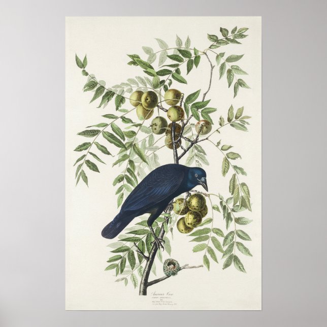 Póster Audubon Black Crow American Bird Ilustracion (Frente)