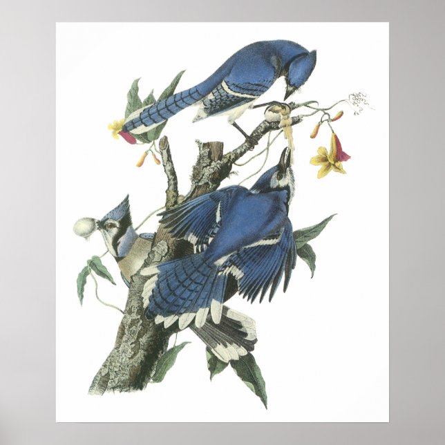 Póster Audubon Blue Jay Poster (Frente)