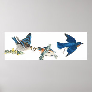 Póster Audubon Bluebird Birds Animal Wildlife Poster