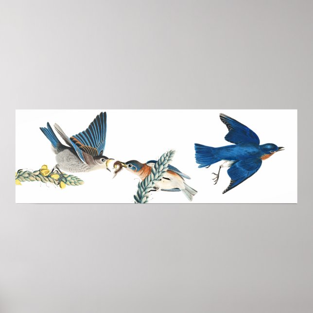 Póster Audubon Bluebird Birds Animal Wildlife Poster (Frente)