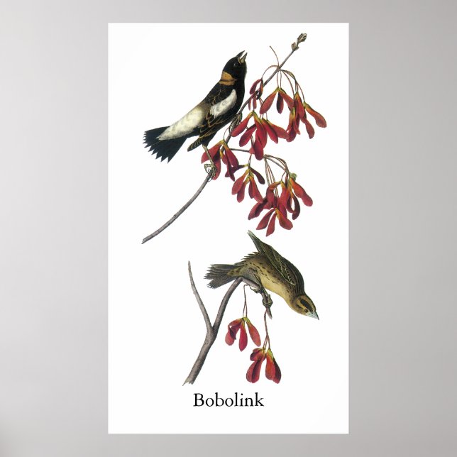 Póster Audubon Bobolink (Frente)