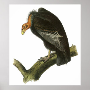 Póster Audubon California Condor Poster