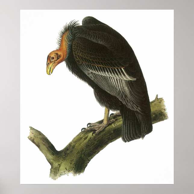 Póster Audubon California Condor Poster (Frente)