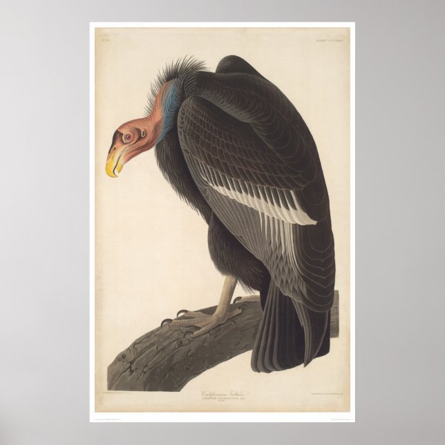 Póster Audubon California Vulture (2609A) (Frente)