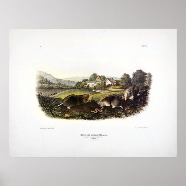 Póster Audubon del Shrew Mole estadounidense común (Mole  (Frente)