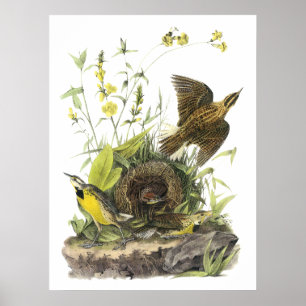 Póster Audubon Eastern Meadowlard