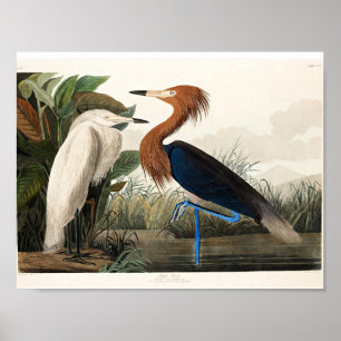 Póster Audubon - Garza morada