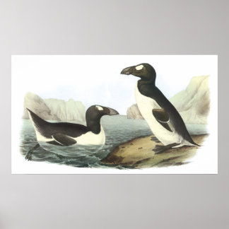 Póster Audubon Great Auk Poster