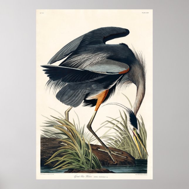 Póster Audubon Great Blue Heron 1834 Plate CCXI (Frente)