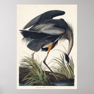 Póster Audubon Great Blue Heron Wetland Majesty