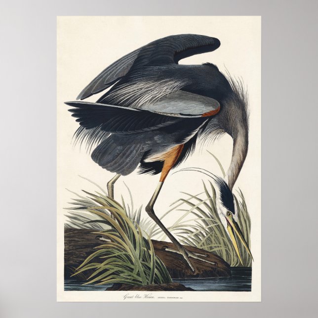 Póster Audubon Great Blue Heron Wetland Majesty (Frente)