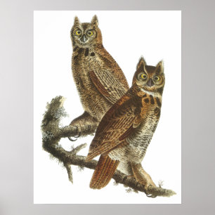 Póster Audubon Great Horned Owns Poster o Print