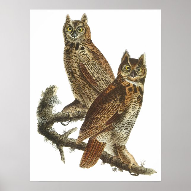 Póster Audubon Great Horned Owns Poster o Print (Frente)