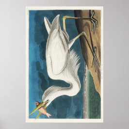 Póster Audubon Great White Heron