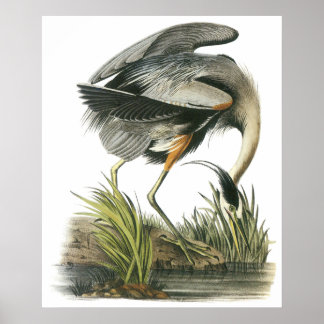 Póster Audubon Heron Poster