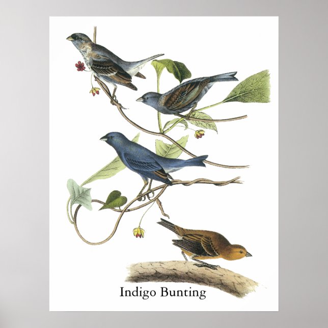 Póster Audubon Indigo Bunting Print (Frente)