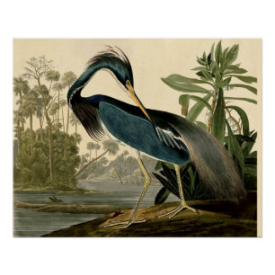 Póster Audubon Louisiana Garza Aves América Arte