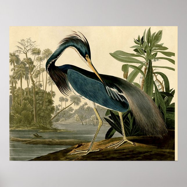 Póster Audubon Louisiana Heron Birds America Art (Frente)