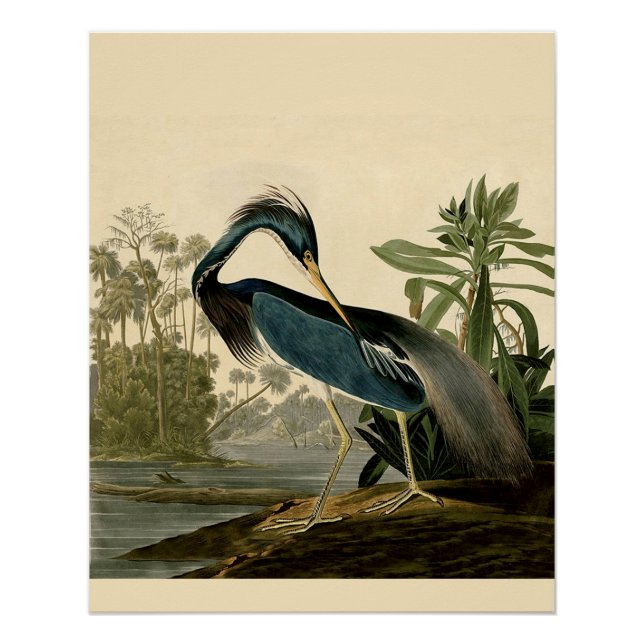 Póster Audubon Louisiana Heron Birds America Art (Anverso)
