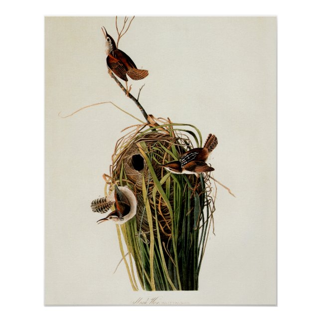 Póster Audubon Marsh Wren Bird Art (Anverso)