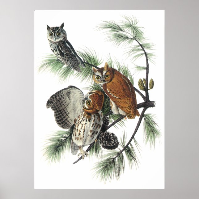Póster Audubon Owls Poster (Frente)