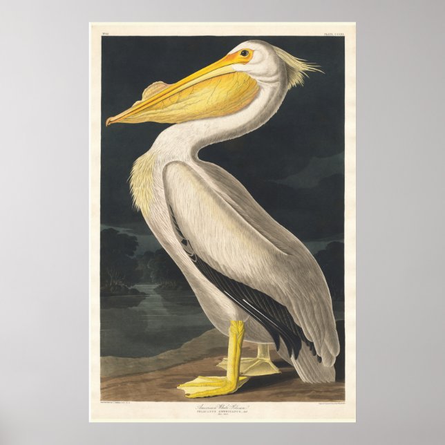 Póster Audubon Pelican (Frente)