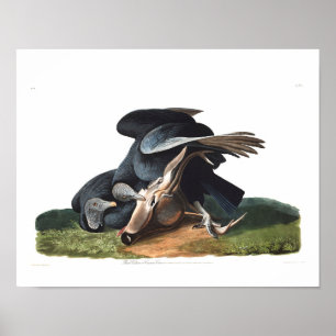 Póster Audubon Plate 106 Black Vulture