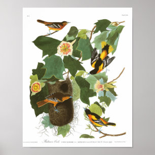 Póster Audubon Plate 12 Baltimore Oriole