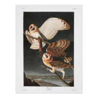 Audubon Plate 171 Barn Owl