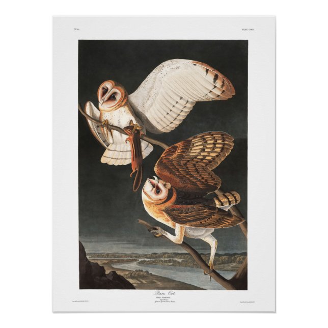Póster Audubon Plate 171 Barn Owl (Anverso)
